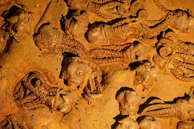 Fossil wall of various species