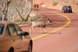 Researchers are examining how quickly drivers can detect and correctly respond to road hazards, to improve safety of “semiautonomous” cars.